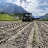 Etienne Tornay vient de mettre en terre des plantons d'edelweiss la semaine dernière